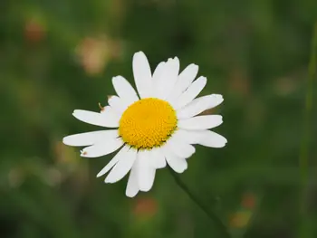 Parc Chlorophylle (Belgium)